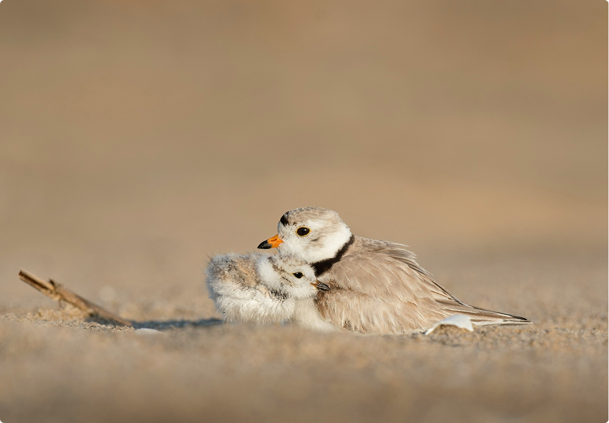 Collaborative Support 